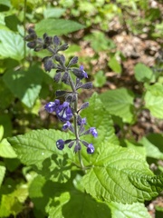Salvia urticifolia