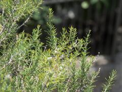 Rosemary
