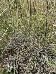 Festuca idahoensis