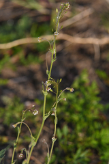 Draba muralis