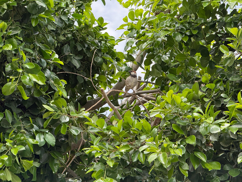 Spanish Sparrow
