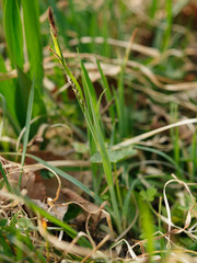 Carex panicea