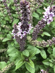 Ocimum kilimandscharicum