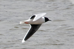 Little Gull photo 3