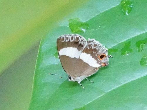 water hairstreak