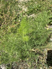 Foeniculum vulgare