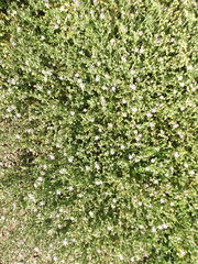 Spergularia
