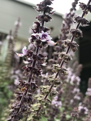 Ocimum kilimandscharicum