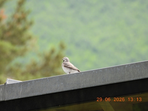 White Wagtail