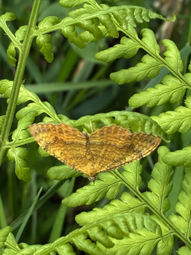 Yellow Shell Moth