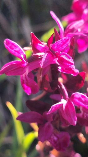 Elder-flowered Orchid