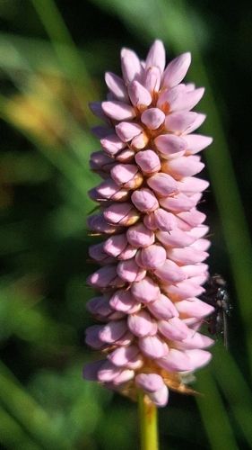 common bistort