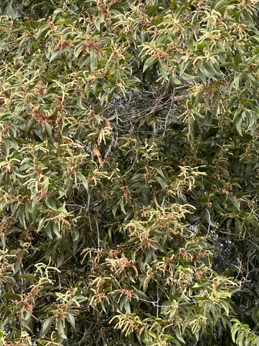 Earpod Wattle
