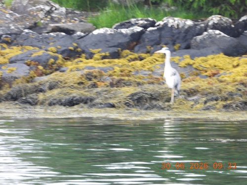 Grey Heron