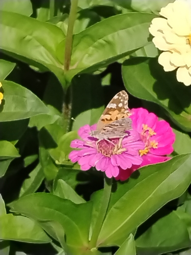 Painted Lady