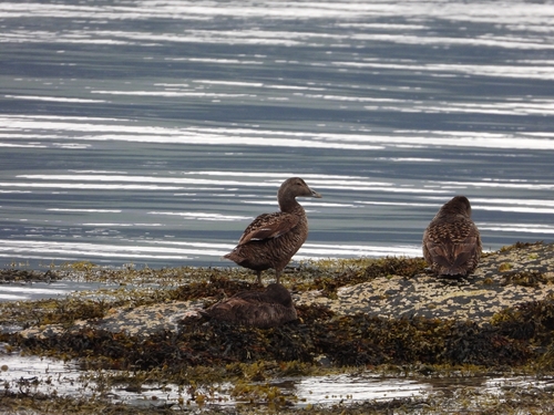 Common Eider