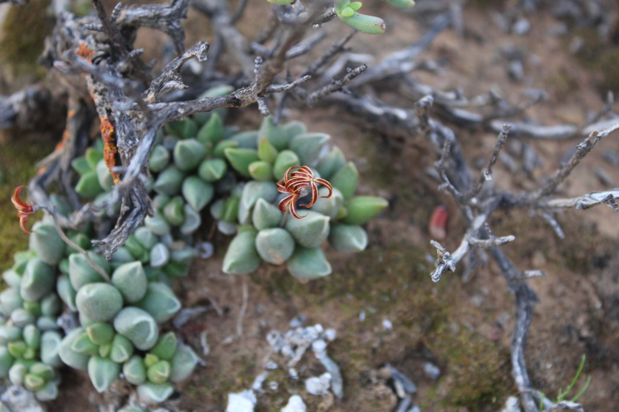 Imagem de Adromischus marianiae