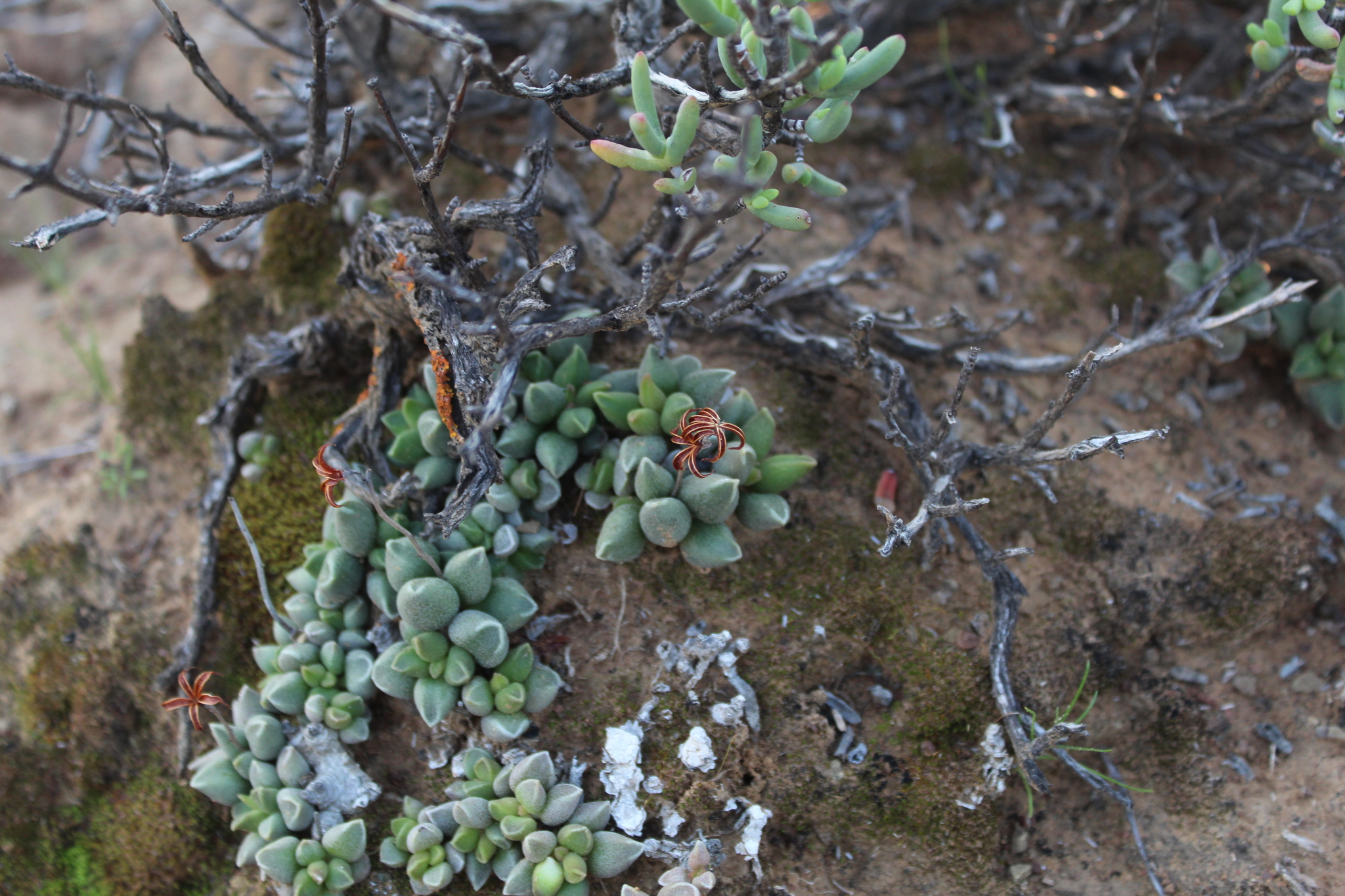 Imagem de Adromischus marianiae