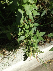 Chenopodiastrum murale