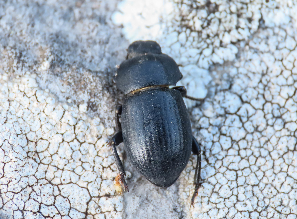 Phylan abbreviatus