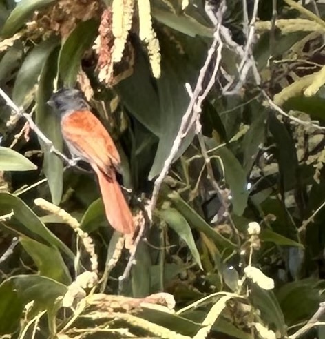 African Paradise-Flycatcher