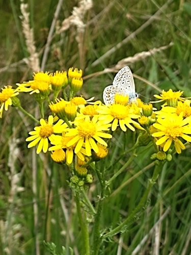 Common Blue