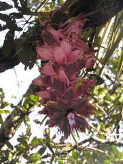 Tillandsia prodigiosa