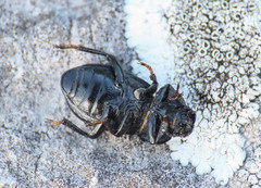 Phylan abbreviatus italicus