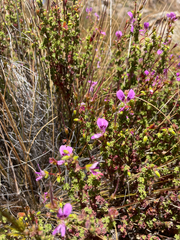 Pelargonium englerianum, photograph (c) Justin Ponder, some rights reserved (CC BY)