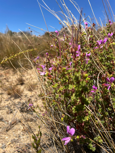 Pelargonium englerianum, photograph 3