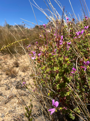 Pelargonium englerianum, photograph (c) Justin Ponder, some rights reserved (CC BY)
