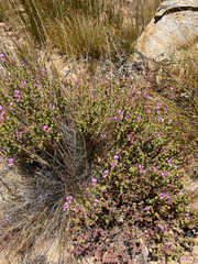 Pelargonium englerianum, photograph (c) Justin Ponder, some rights reserved (CC BY)