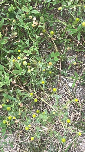 pineapple-weed