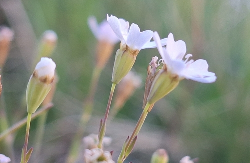 Rock Campion