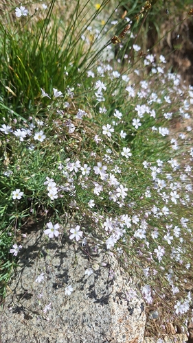 Creeping Baby's-breath