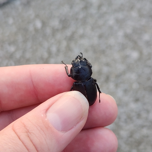 Dorcus rectus rectus