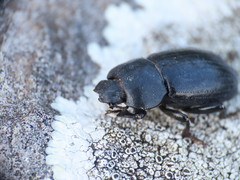 Phylan abbreviatus italicus