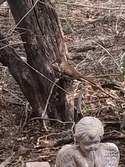 Toxostoma longirostre
