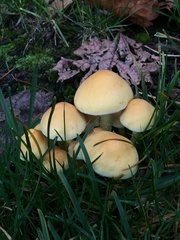 Hypholoma fasciculare