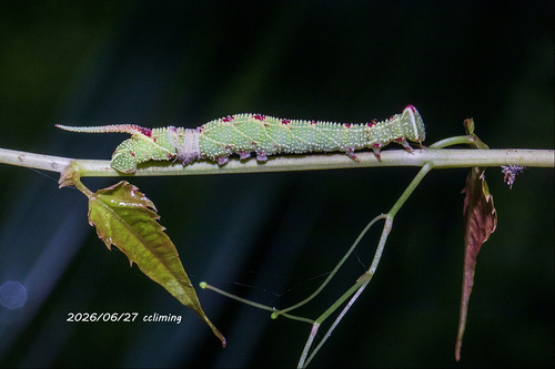 Cypoides chinensis