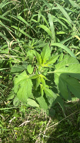 giant ragweed