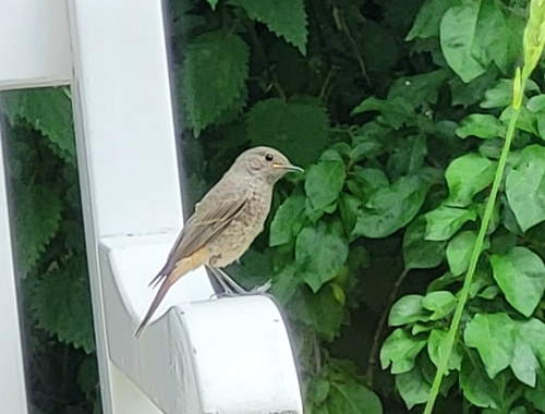 Black Redstart