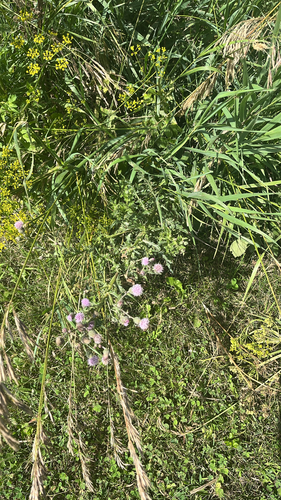 creeping thistle