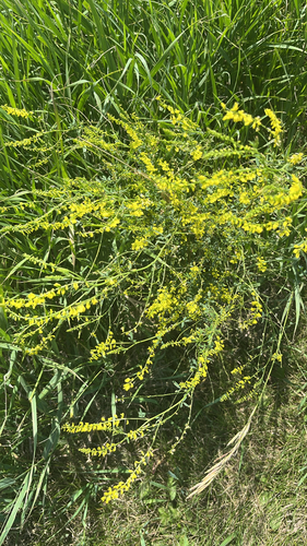 Yellow Sweetclover
