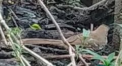 Toxostoma longirostre