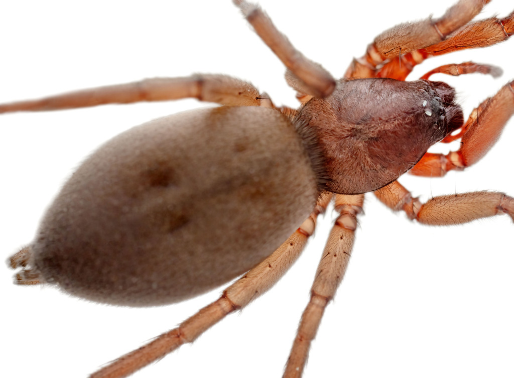Haplodrassus cognatus