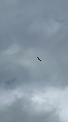 Turkey Vulture