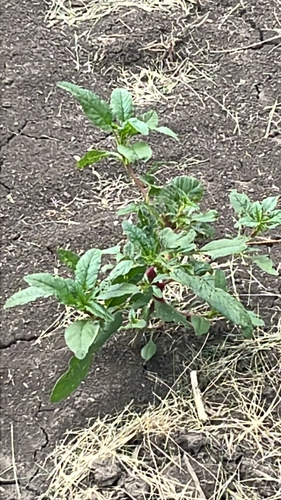 American pokeweed