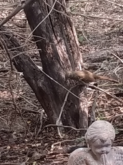 Toxostoma longirostre