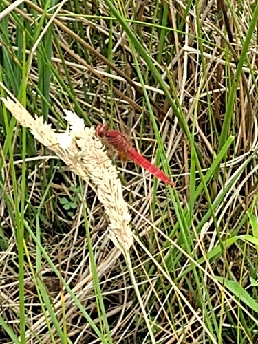 Broad Scarlet